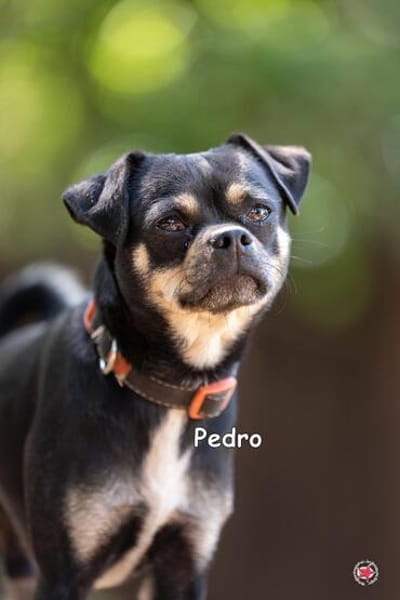 Pedro
