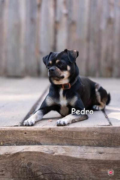 Pedro