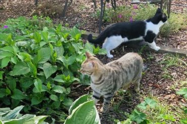 Tigro & Silvestro