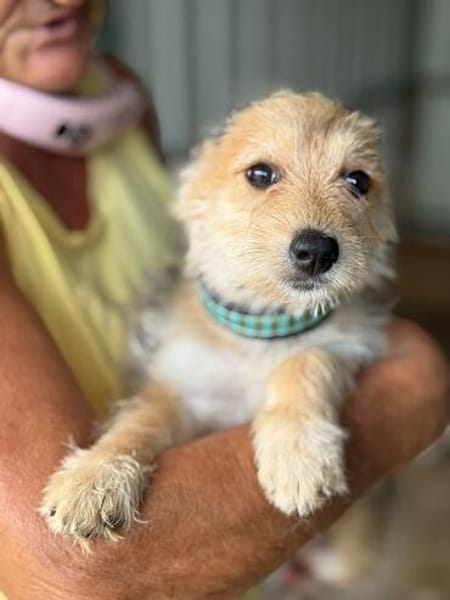 JUDY-bezaubernde, verspielte Bichon-Mix-Welpen-Hündin