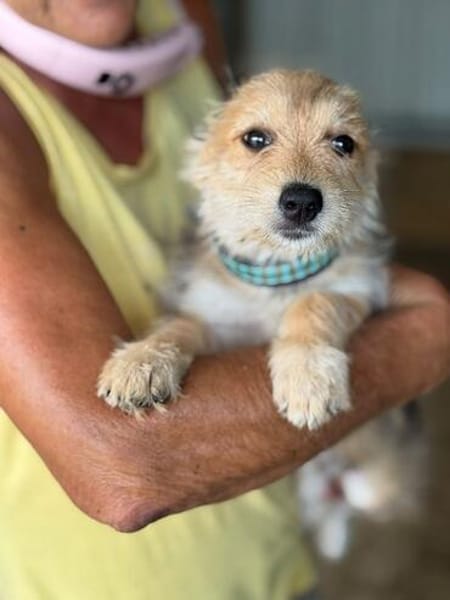 JUDY-bezaubernde, verspielte Bichon-Mix-Welpen-Hündin