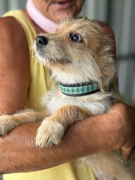JUDY-bezaubernde, verspielte Bichon-Mix-Welpen-Hündin