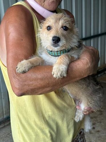 JUDY-bezaubernde, verspielte Bichon-Mix-Welpen-Hündin