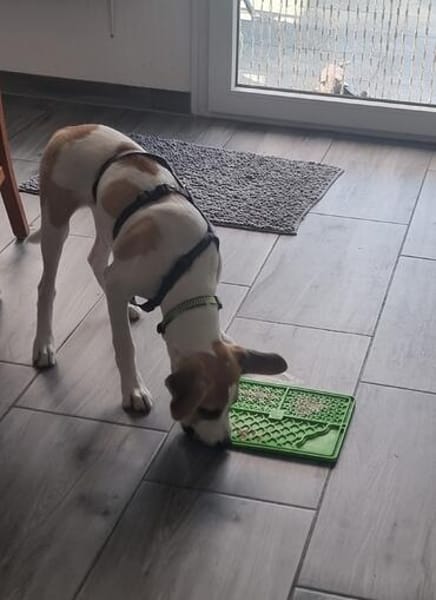 Cody- kleiner Knirps, großer Charakter