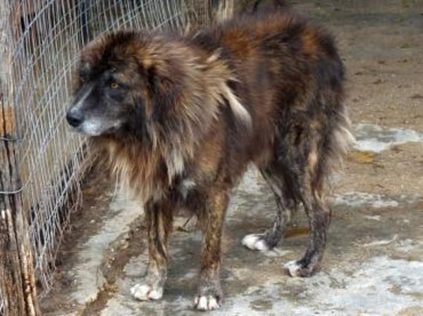 Herzensguter Hundemann JOVAN