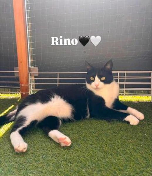 Rino& Felix m ~3 j möchten zusammen bleiben
