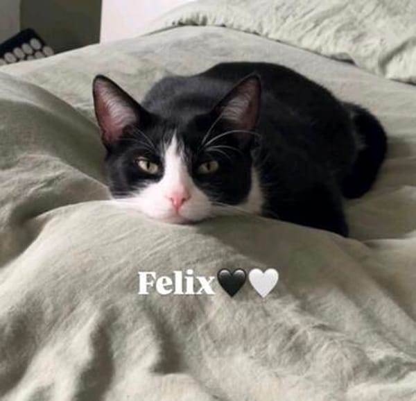 Rino& Felix m ~3 j möchten zusammen bleiben