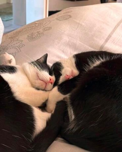 Rino& Felix m ~3 j möchten zusammen bleiben