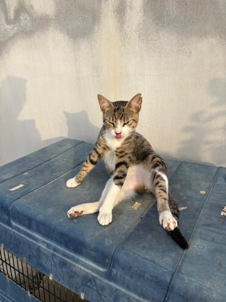Tonino aus dem Tierschutz