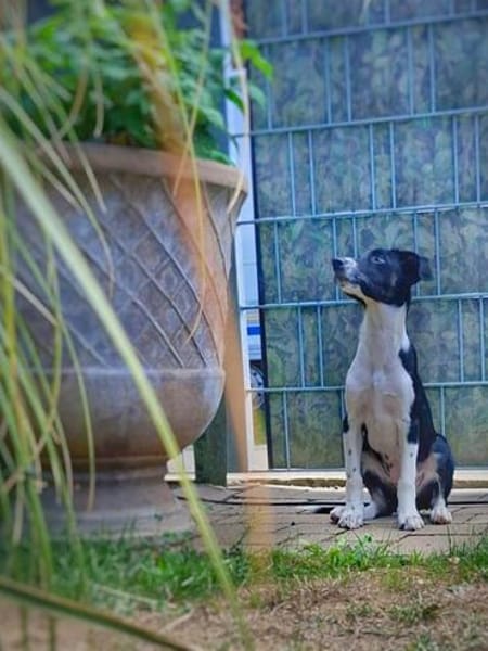 Freya sucht ein ganz liebevolles Zuhause für Immer