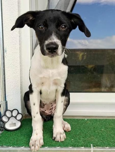 Freya sucht ein ganz liebevolles Zuhause für Immer