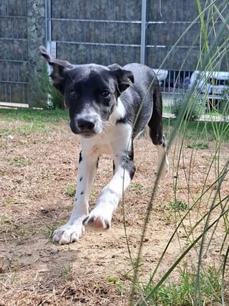 Freya sucht ein ganz liebevolles Zuhause für Immer