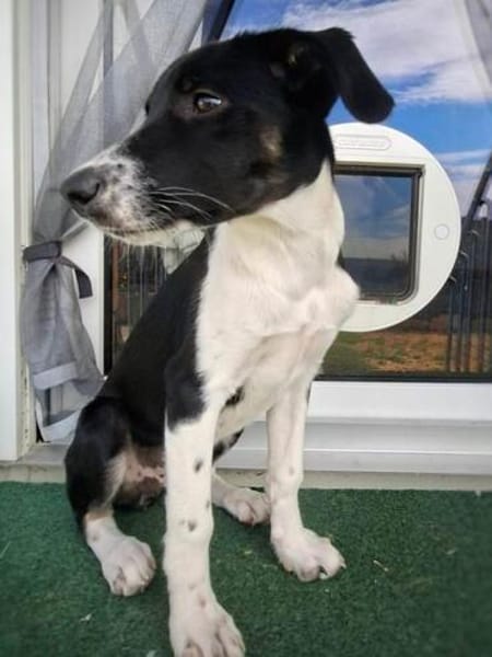 Freya sucht ein ganz liebevolles Zuhause für Immer