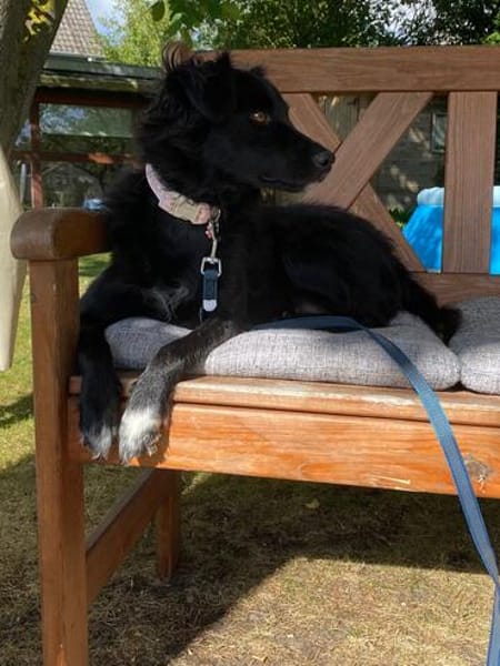 🐾Melissa🐾 sucht ihre Menschen