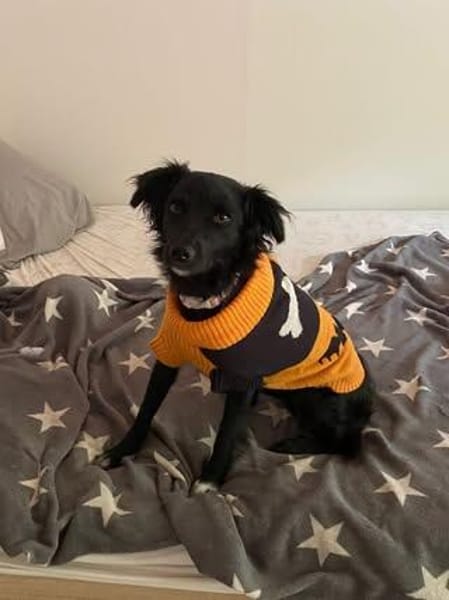 🐾Melissa🐾 sucht ihre Menschen