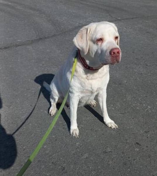 JESSY- Labrador sucht neues Zuhause