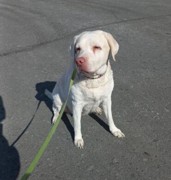 JESSY- Labrador sucht neues Zuhause