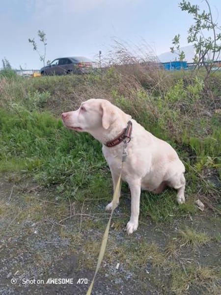 JESSY- Labrador sucht neues Zuhause