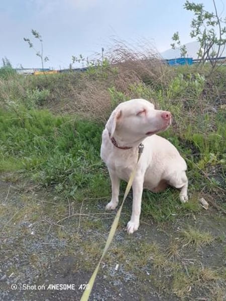 JESSY- Labrador sucht neues Zuhause