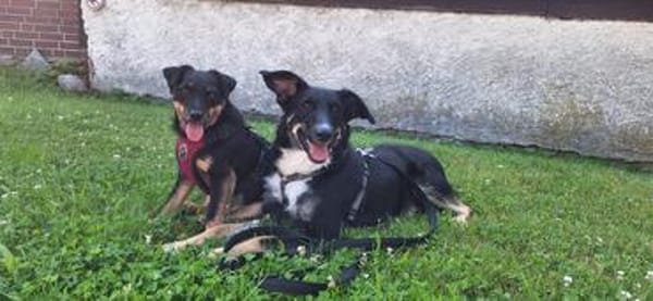 Elba sucht ihr für immer Körbchen! 💕