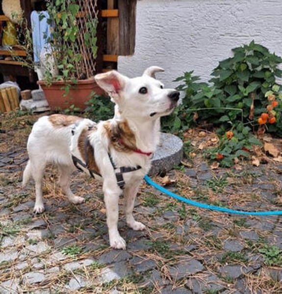 Aviva ist eine so süße + liebe Hündin!