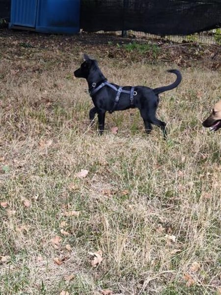 Velma, süßer Welpe sucht neues Zuhause