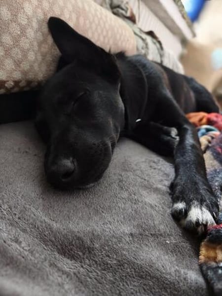 Velma, süßer Welpe sucht neues Zuhause