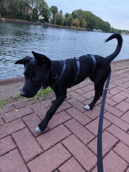 Velma, süßer Welpe sucht neues Zuhause