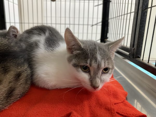 LAYA