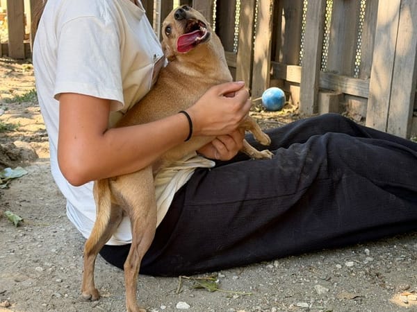stitch (EN COURS D’ADOPTION)