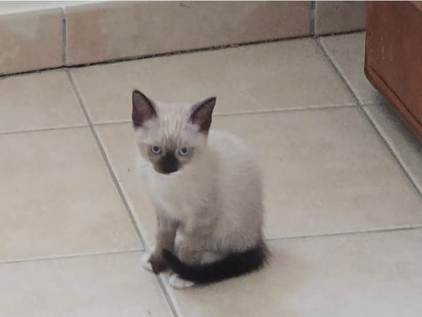 EVANGELYNE
