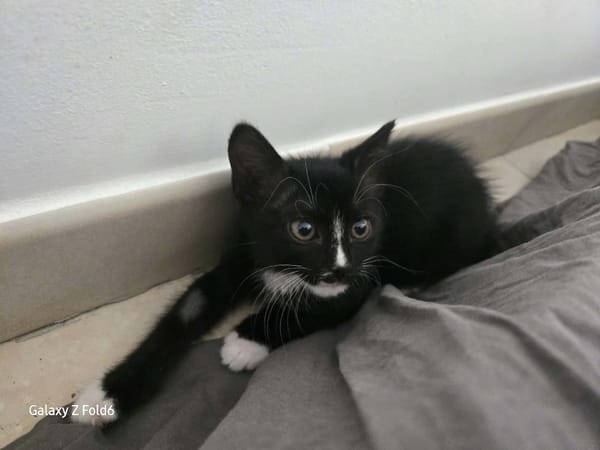 AMELIA