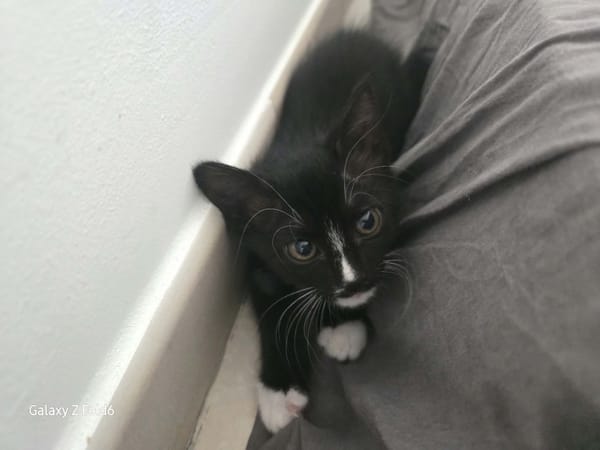 AMELIA