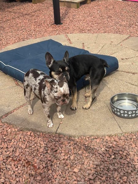 Lilo