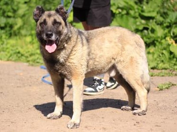 Gena - ein Herz aus Gold wartet hinter dem Tierheimgitter.