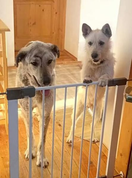 Peppi wartet auf sein Für-immer-Zuhause.