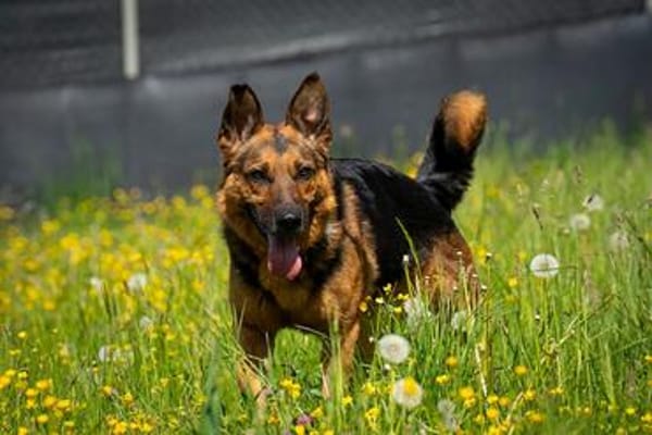 Menschenbezoger Max sucht sein zu Hause