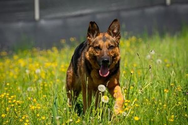 Menschenbezoger Max sucht sein zu Hause
