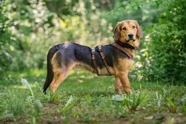 Schüchterner, lieber Otto sucht Familie