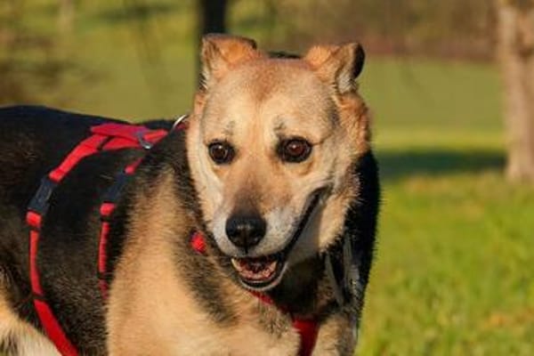 Theodore  Senior sucht schönen Altersru