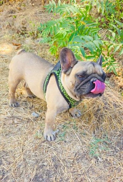 Französische Bulldogge Dolar