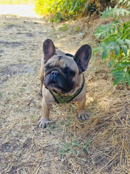 Französische Bulldogge Dolar