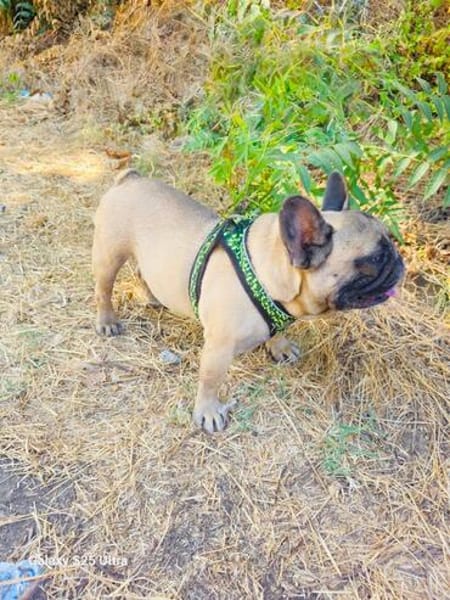 Französische Bulldogge Dolar