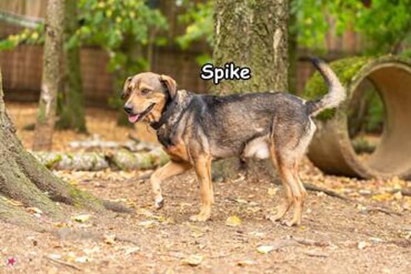 SPIKE