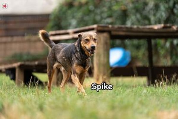 SPIKE