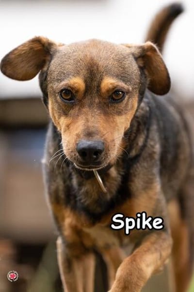 SPIKE