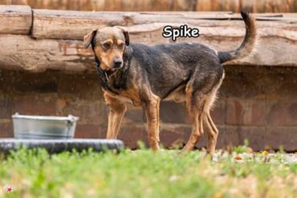 SPIKE
