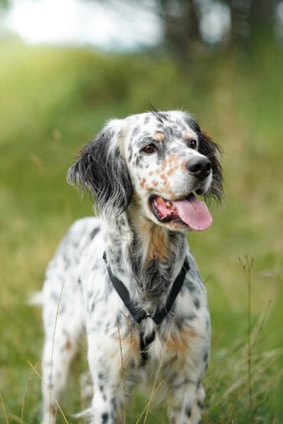 Pepper  Englischer Setter sucht sein Zuhause