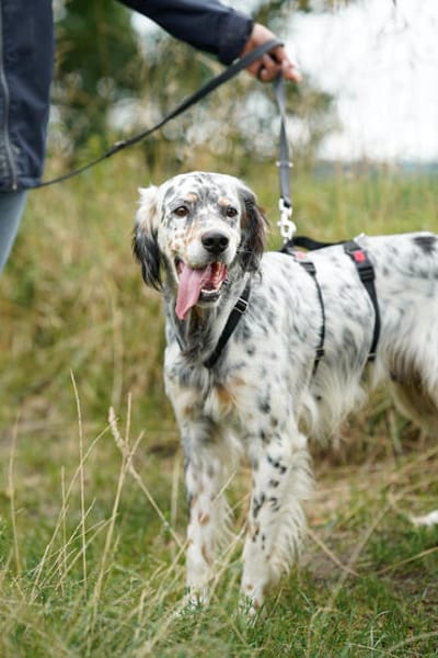 Pepper  Englischer Setter sucht sein Zuhause