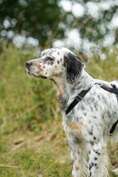 Pepper  Englischer Setter sucht sein Zuhause